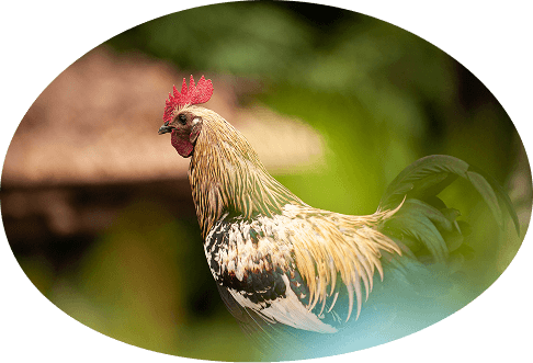 close-up-rooster-standing-outdoors